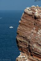 4 Helgoland Vogelfelsen